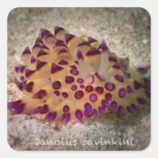 Pegatina Cuadrada Pegatinas de Janolus savinkini