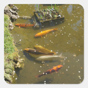 Pegatina Cuadrada Pegatinas de Koi Fish #3
