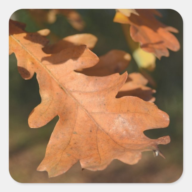 Pegatina Cuadrada Pegatinas de la hoja de roble de otoño (Anverso)