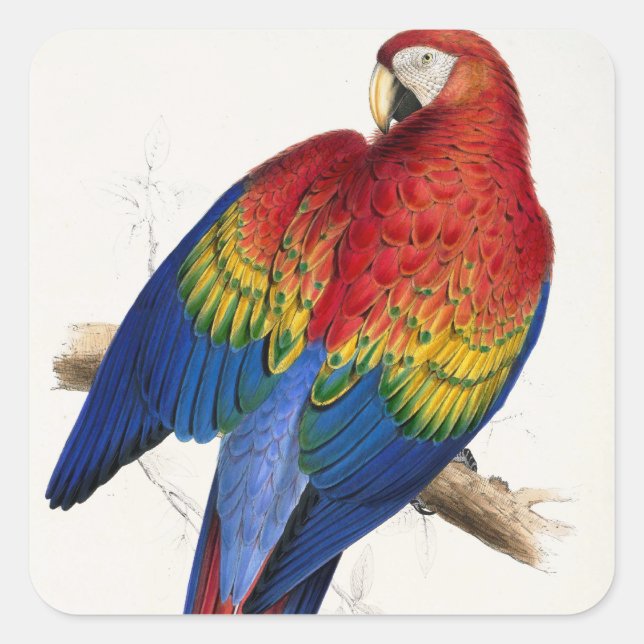 Pegatina Cuadrada Pegatinas de loro tropical (Anverso)