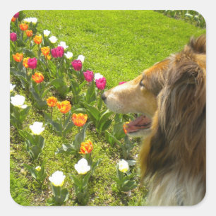 Pegatina Cuadrada Pegatinas de los tulipanes del collie N