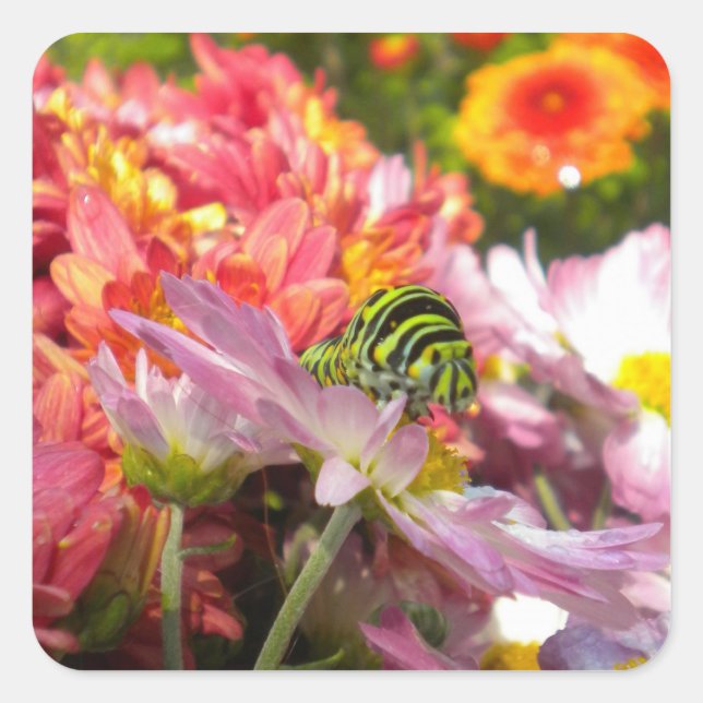 Pegatina Cuadrada Pegatinas de Nosy Caterpillar (Anverso)