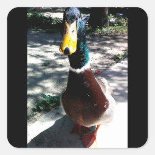 Pegatina Cuadrada Pegatinas de pato