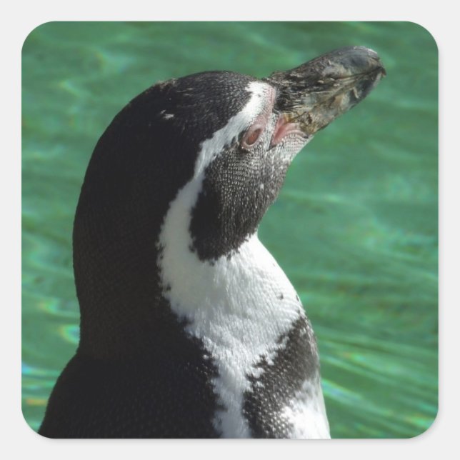 Pegatina Cuadrada Pegatinas de Penguin (Anverso)
