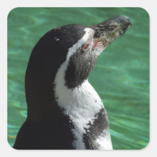 Pegatina Cuadrada Pegatinas de Penguin