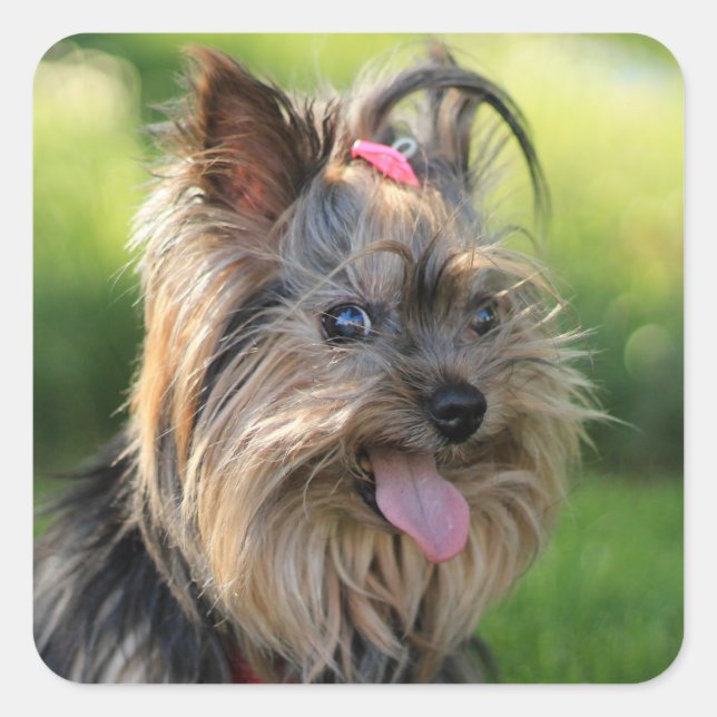 Pegatina Cuadrada Pegatinas de perro 7 (Anverso)