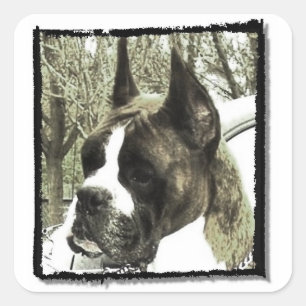 Pegatina Cuadrada Pegatinas de perros Boxer