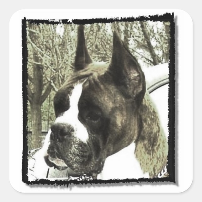 Pegatina Cuadrada Pegatinas de perros Boxer (Anverso)