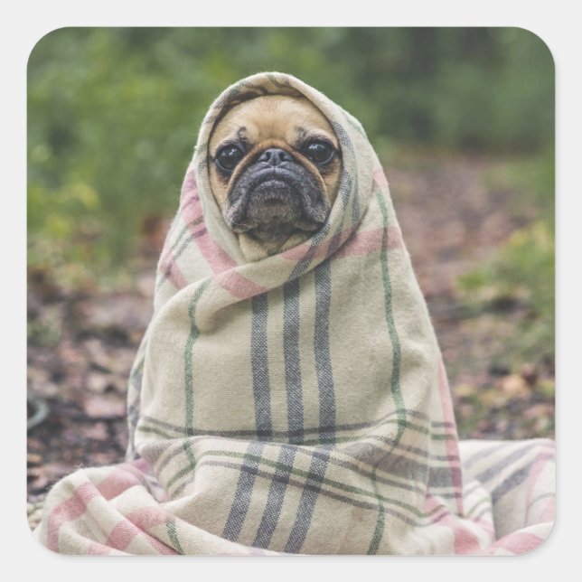 Pegatina Cuadrada Pegatinas de perros callejeros 2 (Anverso)