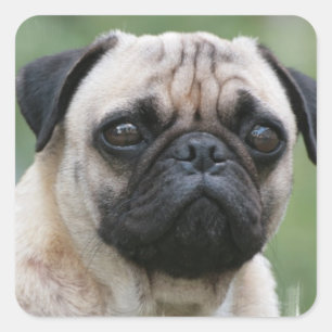 Pegatina Cuadrada Pegatinas de perros con pipa de Pug