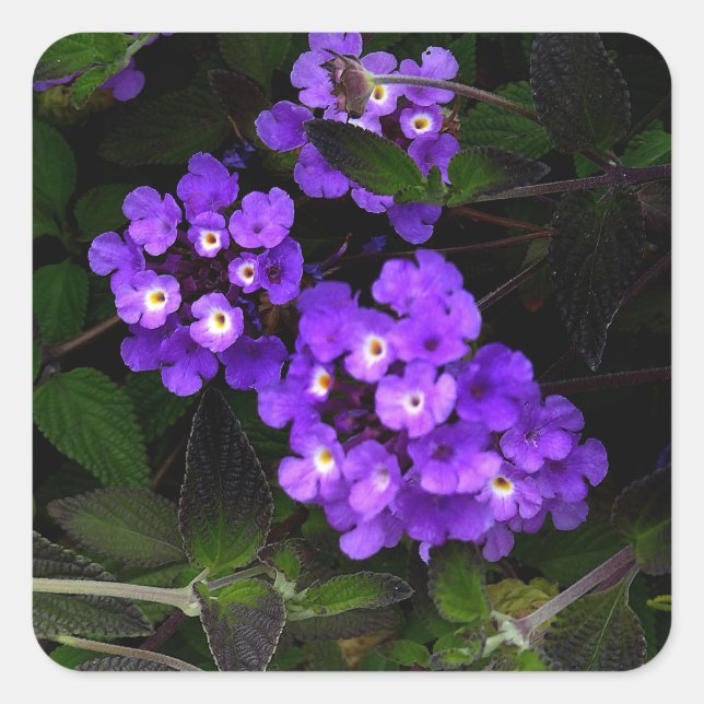 Pegatina Cuadrada Pegatinas de Purple Trailing Lantana #1 (Anverso)