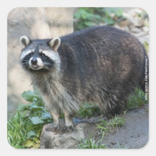 Pegatina Cuadrada Pegatinas de Raccoon