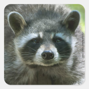 Pegatina Cuadrada Pegatinas de Raccoon