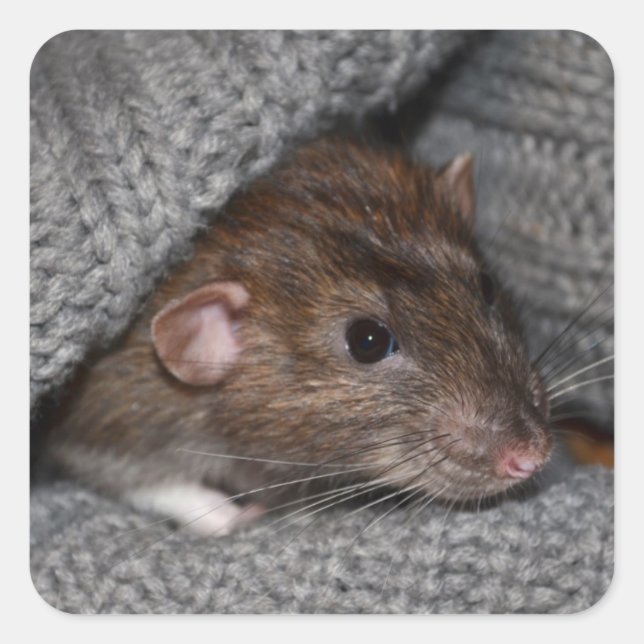 Pegatina Cuadrada Pegatinas de rata (Anverso)