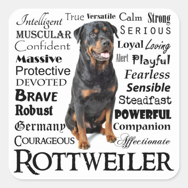Pegatina Cuadrada Pegatinas de Rottie Traits (Anverso)