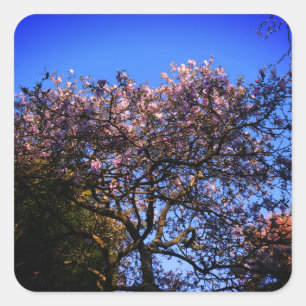 Pegatina Cuadrada Pegatinas de Star Magnolia