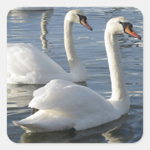 Pegatina Cuadrada Pegatinas de Swan Reflections