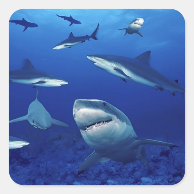 Pegatina Cuadrada Pegatinas de tiburones (Anverso)