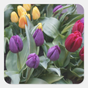 Pegatina Cuadrada Pegatinas de tulipanes rojos, amarillos y morados