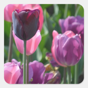 Pegatina Cuadrada Pegatinas de tulipanes rosados y morados