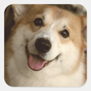 Pegatina Cuadrada Pegatinas de Welsh Corgi