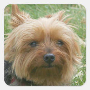Pegatina Cuadrada Pegatinas de Yorkshire Terrier