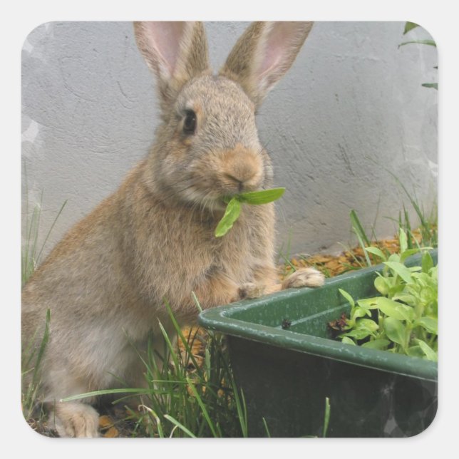 Pegatina Cuadrada Pegatinas del Conejo Cottontail (Anverso)