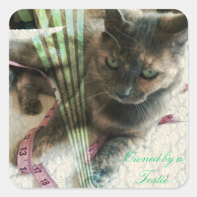 Pegatina Cuadrada Pegatinas del gato (Anverso)