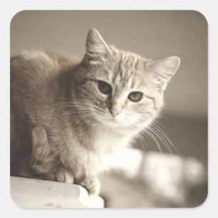 Pegatina Cuadrada Pegatinas del gato naranja