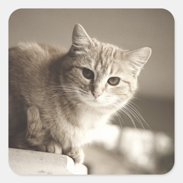 Pegatina Cuadrada Pegatinas del gato naranja (Anverso)