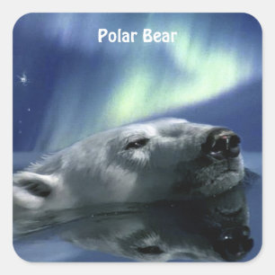 Pegatina Cuadrada PEGATINAS del OSO POLAR NAVEGANDO