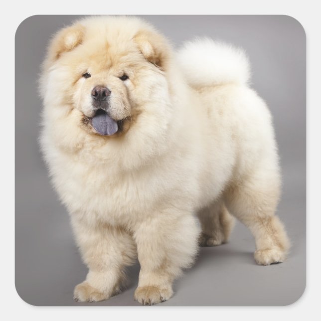 Pegatina Cuadrada Pegatinas del saludo de Perro de Amor Chow Chow Pu (Anverso)