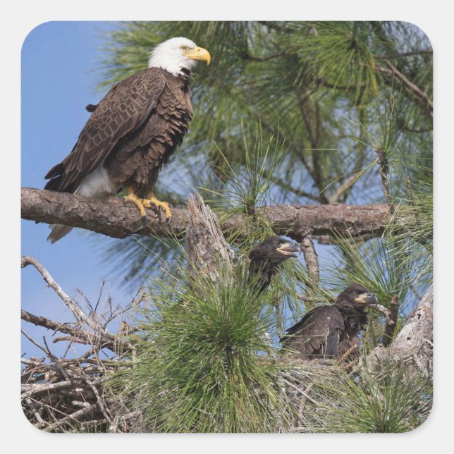 Pegatina Cuadrada Pegatinas E10 y E11 (Anverso)