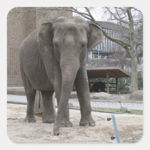 Pegatina Cuadrada Pegatinas ELEPHANT