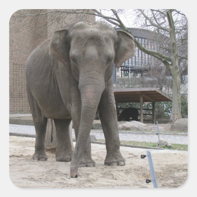 Pegatina Cuadrada Pegatinas ELEPHANT (Anverso)