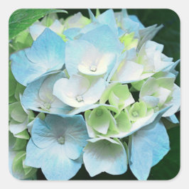 Pegatina Cuadrada Pegatinas/focas florales de hidrangea azul y verde