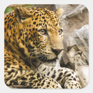 Pegatina Cuadrada Pegatinas Leopard