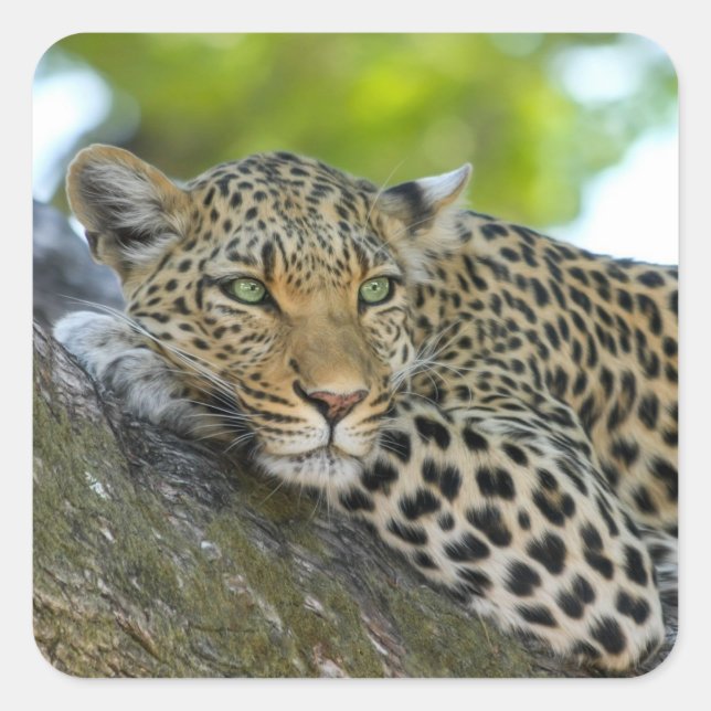 Pegatina Cuadrada pegatinas leopardo de los árboles (Anverso)