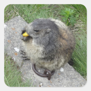 Pegatina Cuadrada Pegatinas Marmot