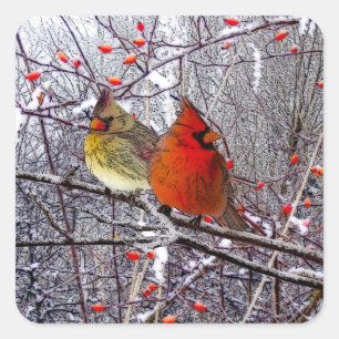 Pegatina Cuadrada Pegatinas navideñas cardinales