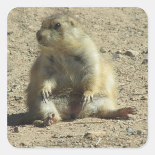 Pegatina Cuadrada Pegatinas Prairie Dog
