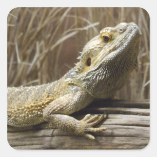 Pegatina Cuadrada Pegatinas Reptiles de Dragón con Cabeza