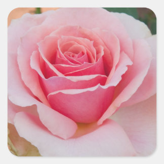 Pegatina Cuadrada Pegatinas Rosa Rosa