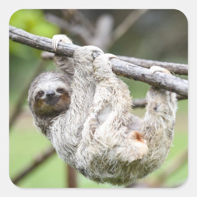 Pegatina Cuadrada Pegatinas Sloth (Anverso)