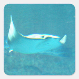 Pegatina Cuadrada Pegatinas Stingray
