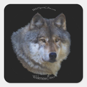 Pegatina Cuadrada Pegatinas WILD GRAY WOLF