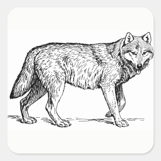 Pegatina Cuadrada Pegatinas Wolf (Anverso)