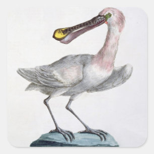 Pegatina Cuadrada Pelican, c.1767-76 (grabado a mano)