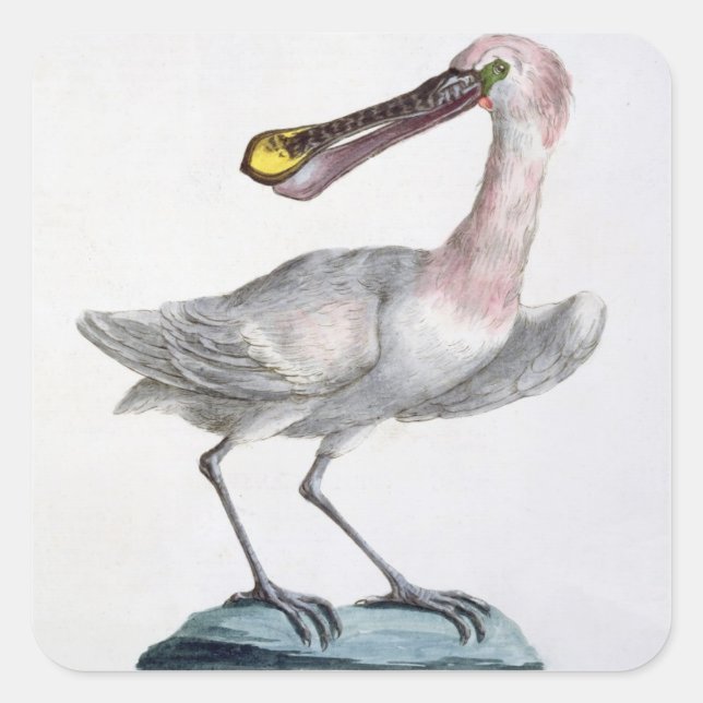 Pegatina Cuadrada Pelican, c.1767-76 (grabado a mano) (Anverso)