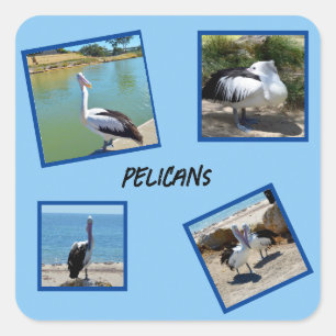 Pegatina Cuadrada Pelicans The World Coolest Bird Four Photo Frames,